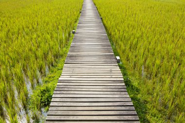 Pirinç alan arasındaki geçit