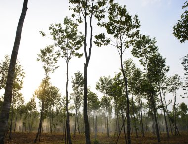Su fıskiyesi güneş doğarken çalışma