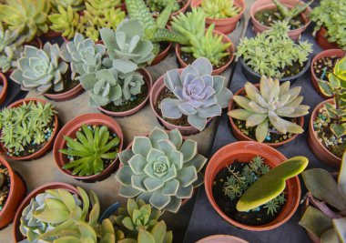 Tencerede küçük bir kaktüs