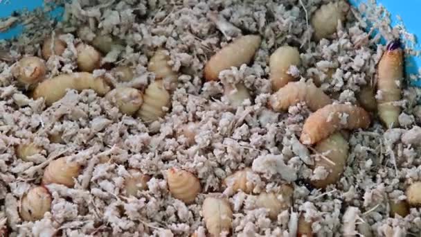 Asian Palma Weevil Vender Mercado Local Como Comida Selvagem — Vídeo de Stock