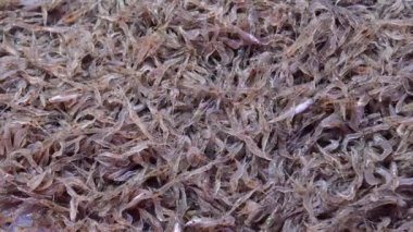 4K Asya hayvanı küçük karides salatası