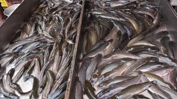 Catfishes Sigue Vivo Bandeja Acero Inoxidable Para Venta Mercado — Vídeo de stock