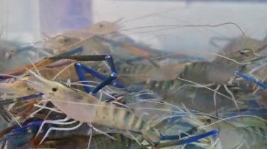 4K Tankta canlı karides