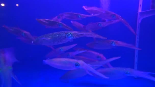 Grupo Vivo Calamares Nadando Bajo Agua — Vídeo de stock