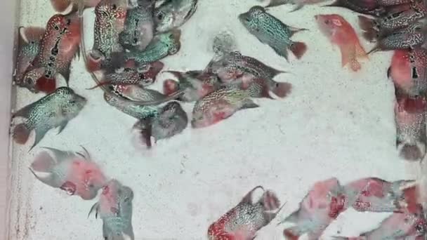 4Kフラワーホーン市場で販売のためのトレイ上にカラフルな魚が横たわっていた — ストック動画