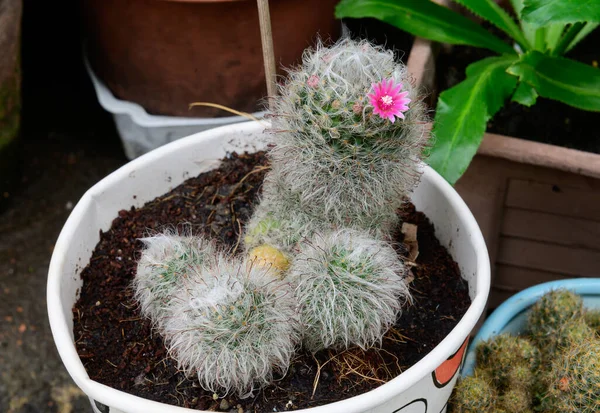 Cactus Con Flor Maceta —  Fotos de Stock