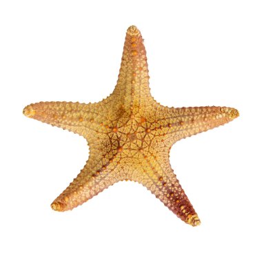 denizyıldızı