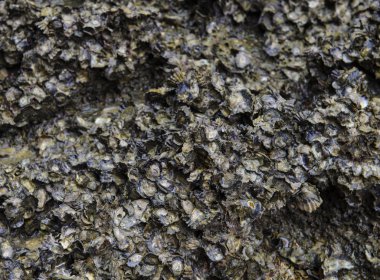 Kayanın üstündeki kabuklar.