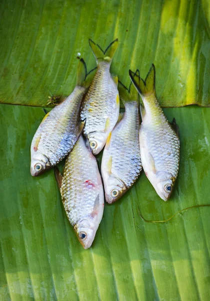 Fish on banana leaf — Stock Photo, Image