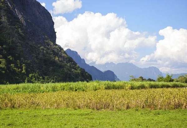 Corn field on a sunny day — Stock Photo, Image