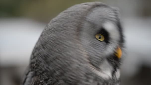 Ural owl looking around — Stock Video