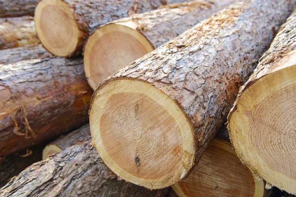 Holzstapel mit gefällten Bäumen — Stockfoto