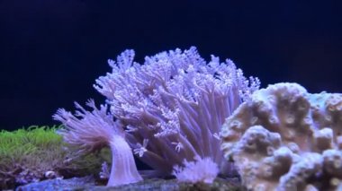 deniz anemon