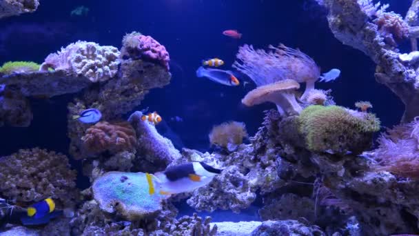 Arrecife de coral submarino y peces — Vídeo de stock