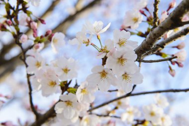 Çiçeklenme ilkbahar