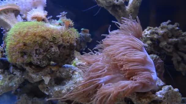 Anemone di akuarium rumah — Stok Video