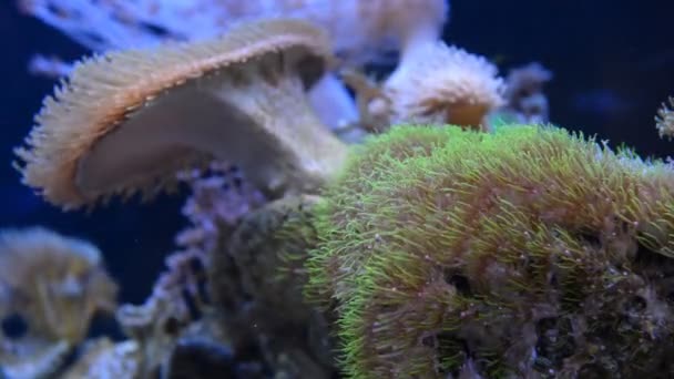 Corail anémone de mer en aquarium — Video