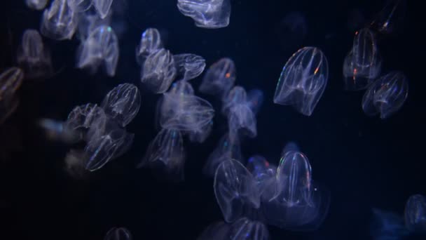 Jellyfishes in water — Stock Video