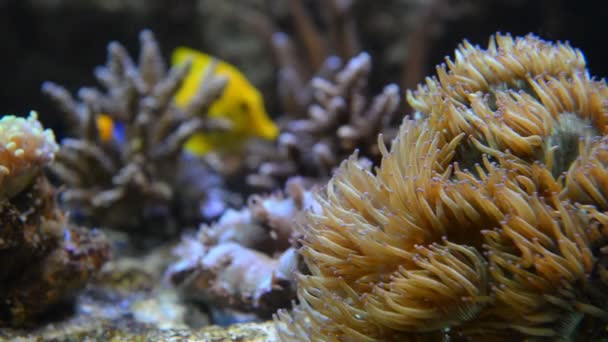 Cena subaquática de anêmona e coral — Vídeo de Stock