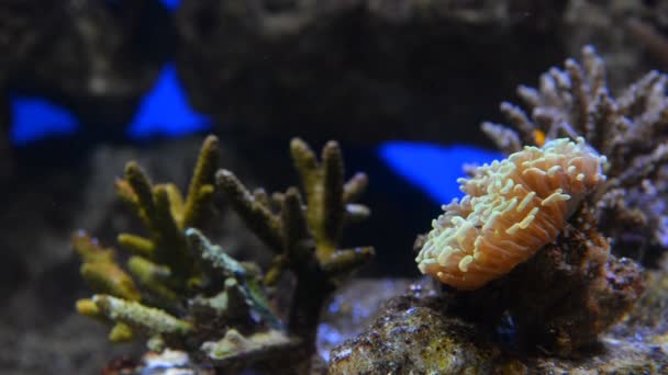 Mercan resifi — Stok video