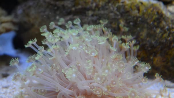 Anemone diep in de zee — Stockvideo