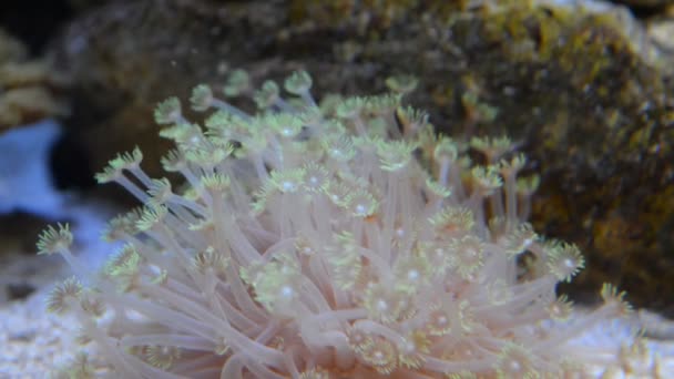 Anémone au fond de la mer — Video