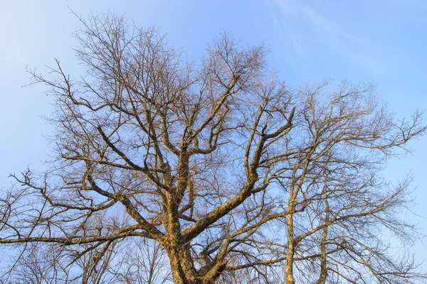 Rami della cima di un albero senza foglie — Foto Stock