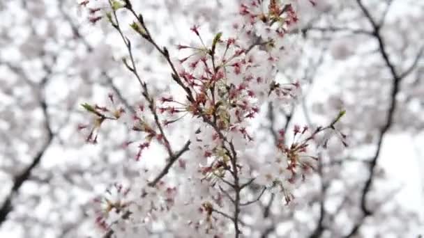 Al final de la temporada de flores de cerezo — Vídeo de stock