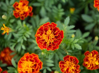 Bahçedeki en güzel Tagetes çiçeği manzarası