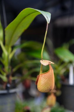 Yaygın bir sürahi bitkisinin atıcılarını kapatın.