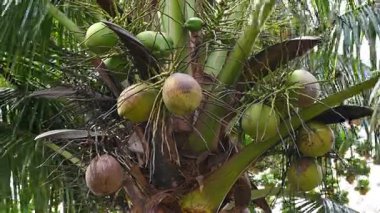 4K yakın Hindistan cevizi palmiyesi rüzgarda dallanan dallar