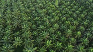 4K dronlar tarlada sıra sıra dizilmiş palmiye yağı ağaçlarının üzerinde uçar.