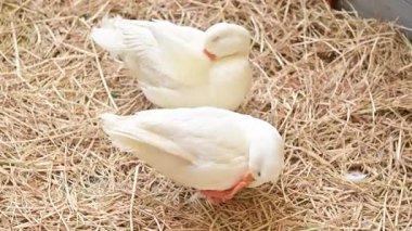 4K Beyaz ördek saman üzerinde duruyor ve tüylerini hazırlıyor.