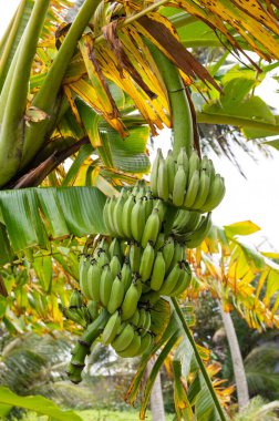 Bir grup çiğ yeşil muz fidanlıkta sallanıyor.