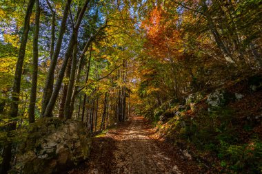 Altopiano di Asiago ormanında sonbahar mevsiminin sihirli sıcak renkleri, İtalya 'nın kuzeyi, Avrupa