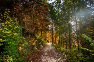 Altopiano di Asiago ormanında sonbahar mevsiminin sihirli sıcak renkleri, İtalya 'nın kuzeyi, Avrupa