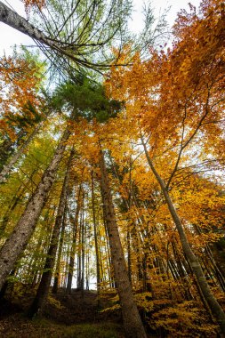 Altopiano di Asiago ormanında sonbahar mevsiminin sihirli sıcak renkleri, İtalya 'nın kuzeyi, Avrupa