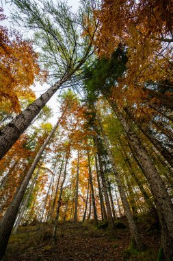 Altopiano di Asiago ormanında sonbahar mevsiminin sihirli sıcak renkleri, İtalya 'nın kuzeyi, Avrupa