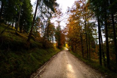 Altopiano di Asiago ormanında sonbahar mevsiminin sihirli sıcak renkleri, İtalya 'nın kuzeyi, Avrupa