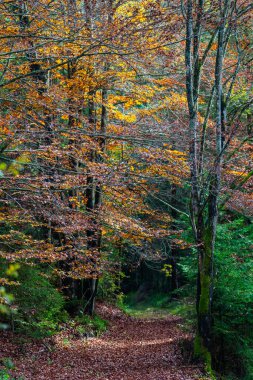 Altopiano di Asiago ormanında sonbahar mevsiminin sihirli sıcak renkleri, İtalya 'nın kuzeyi, Avrupa