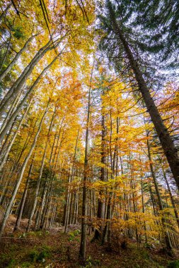 Altopiano di Asiago ormanında sonbahar mevsiminin sihirli sıcak renkleri, İtalya 'nın kuzeyi, Avrupa