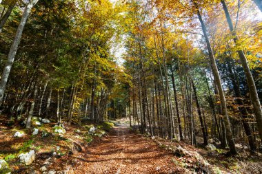 Altopiano di Asiago ormanında sonbahar mevsiminin sihirli sıcak renkleri, İtalya 'nın kuzeyi, Avrupa