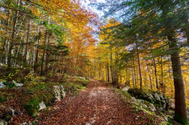 Altopiano di Asiago ormanında sonbahar mevsiminin sihirli sıcak renkleri, İtalya 'nın kuzeyi, Avrupa