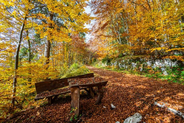Altopiano di Asiago ormanında sonbahar mevsiminin sihirli sıcak renkleri, İtalya 'nın kuzeyi, Avrupa