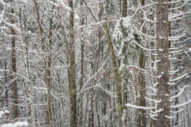 Kış mevsiminde beyaz karla kaplı odun.