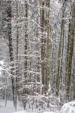 Kış mevsiminde beyaz karla kaplı odun.