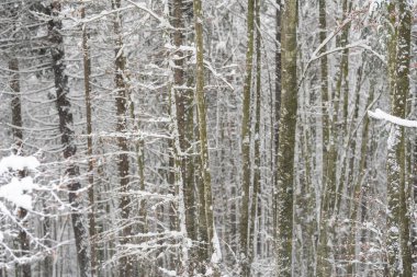 Kış mevsiminde beyaz karla kaplı odun.