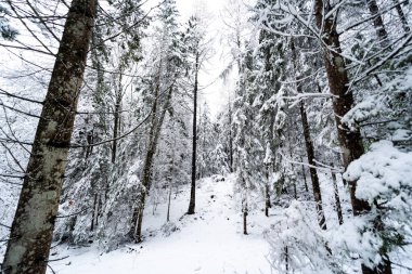 Kış mevsimi ormanlarında çöl yolu