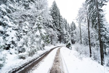 Kış mevsimi ormanlarında çöl yolu