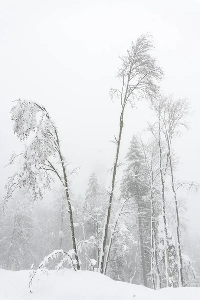 Talvi Maisema Altopiano Asiago Rankan Lumimyrskyn Jälkeen — kuvapankkivalokuva
